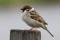 Tree Sparrow - Pilfink