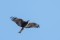 Black Kite - Brun glada