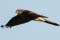 Eurasian Sparrowhawk - Sparvhök
