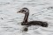 Red-necked Grebe, fledgling - Gråhakedopping, pull
