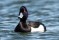 Tufted Duck - Vigg