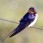 Barn swallow - Ladusvala