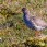 Common Redshank - Rödbena