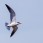 Caspian Tern - Skräntärna