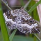 White-banded Toothed Carpet Moth - Grå mårfältmätare