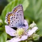 Idas Blue, male - Hedblåvinge, hanne