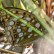 High Brown Fritillary - Skogspärlemorfjäril