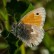 Small Heath - Kamgräsfjäril