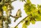 Greenish Warbler - Lundsångare