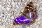 Purple Emperor - Sälgskimmerfjäril