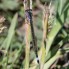 Blue-tailed Damselfly - Större kustflickslända