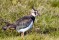 Northern Lapwing - TofsvipaI