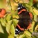 Red Admiral - Amiral