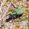Green Tiger Beetle - Grön Sandjägare