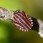 Shieldbug - Strimlus
