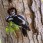 Great Spotted Woodpecker - Större hackspett