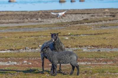 Ewe and lamb attacked by Arctic Tern