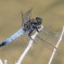 Black-tailed Skimmer male - Större sjötrollslända hanne