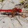Scarlet Dragonfly - Karmintrollslända