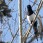 Blackbilled Magpie