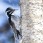 American Threetoed Woodpecker