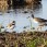 Semipalmated Plover and Lesser Yellowlegs