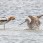 American Avocet and Marbled Godwit