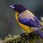 Black-chinned mountain-tanager