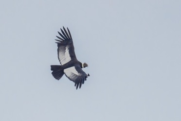 En vuxen kondor. I Ecuador.