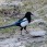 Black-rumped Magpie