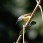 Fire-tailed Sunbird male non breeding