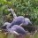 White-bellied Heron, from video