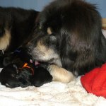 Chiva and her puppies