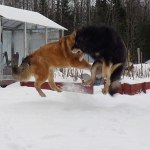 Flying dogs. Disa and Yorek