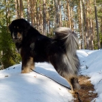 Ruffa