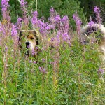 Disa and the flowers