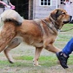 Disa at breed rallie
