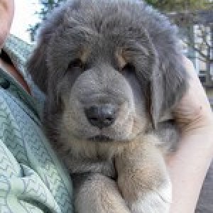 Asti 8 weeks