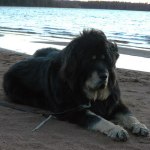 Ozo on shore