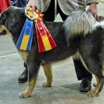 Aquila BOB puppy Tibet Dog Show