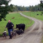 encounter with a cow 
