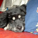 Nanook head on pillow