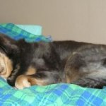 Polaris in bed 