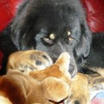 forget about the teddybear 