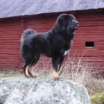 Viking proud on stone 