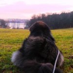Chiva looking over the Brunnsviken 