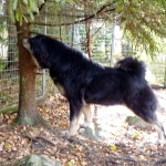 Ruffa stretching after a tasty Forlic
