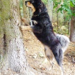 Yoga and climbs the tree 