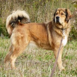 Disa