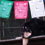 Yoga under the prayer flags